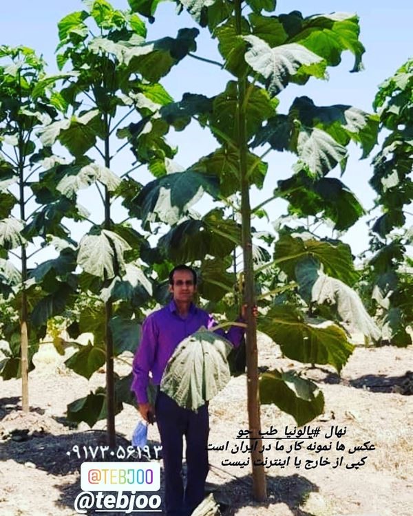 نهال پالونیا هیبرید اصلاح شده طب جو مشاوره رایگان کشت پالونیا هیبرید زراعت چوب پالونیا هیبرید طب جو قیمت نهال پالونیا هیبریدی 